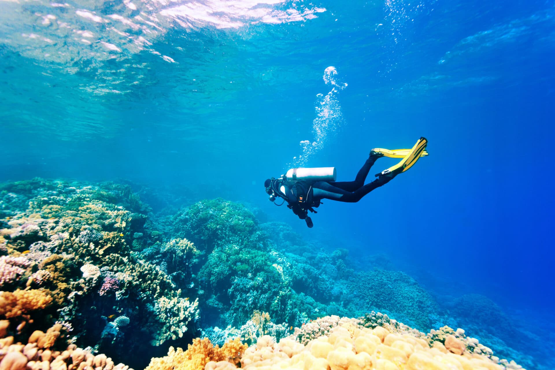 Choosing the Right Cocos Island liveaboards for Your Diving Style
